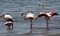 Fenicotteri a Elmas